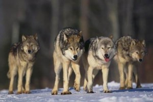 meute de loups